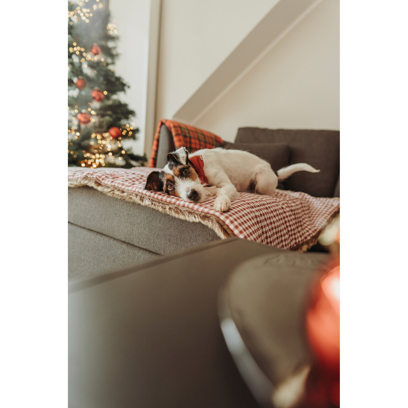 Hunter Hundedecke Astana Bild 9