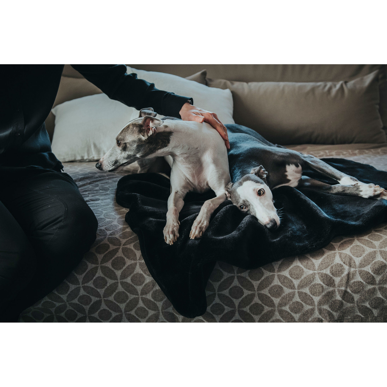 Hunter Hundedecke Konstanz Bild 8