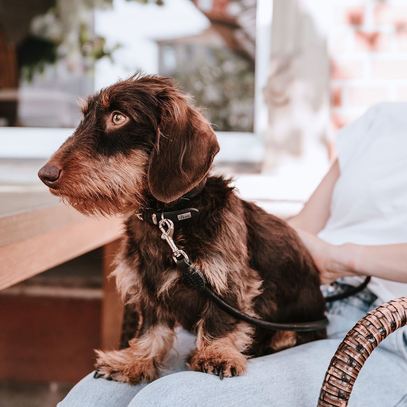 Hundeführleine Round & Soft Canadian Up Bild 4