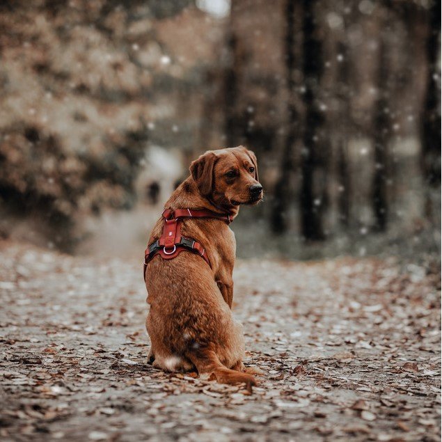 Hunter Hundegeschirr Aalborg Leder Bild 10