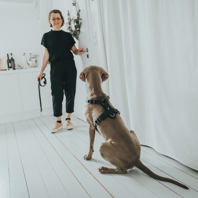 Hunter Hundegeschirr Aalborg Leder Bild 12