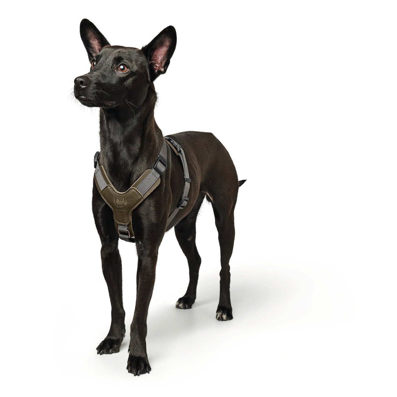 Hunter Hundegeschirr Aalborg Mixed Bild 9