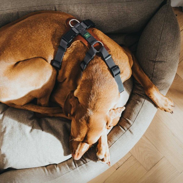 Hunter Hundegeschirr Aalborg Mixed Bild 4