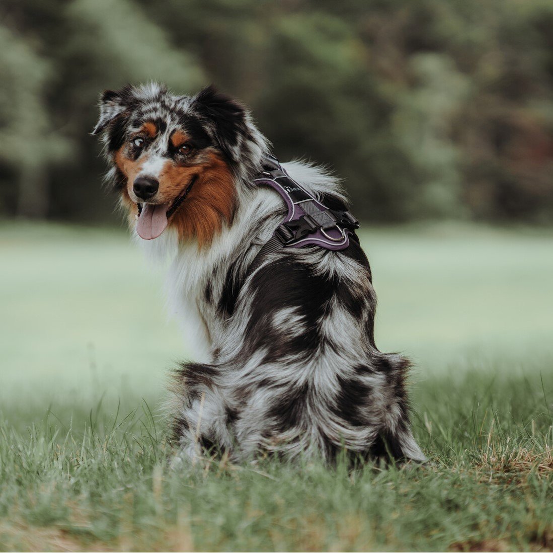 Hunter Hundegeschirr Divo Bild 3