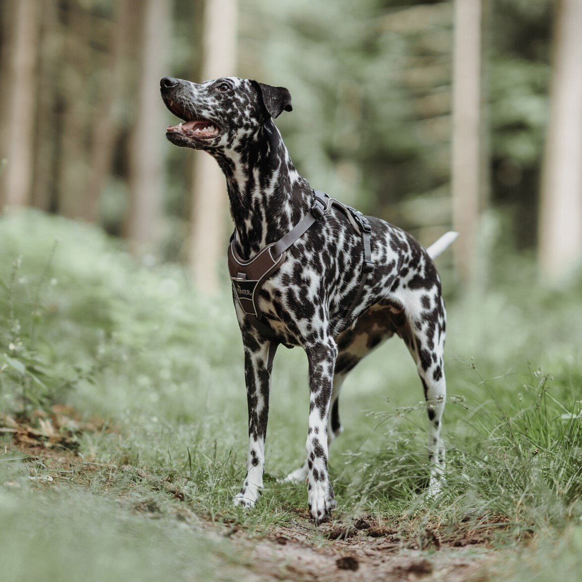 Hunter Hundegeschirr Divo Bild 32