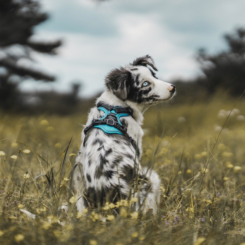 Hunter Hundegeschirr Divo Bild 33