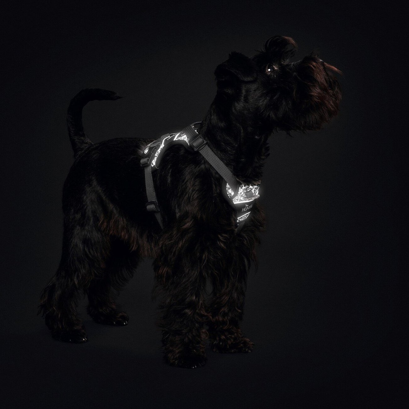 Hundegeschirr Divo Reflect Bild 13