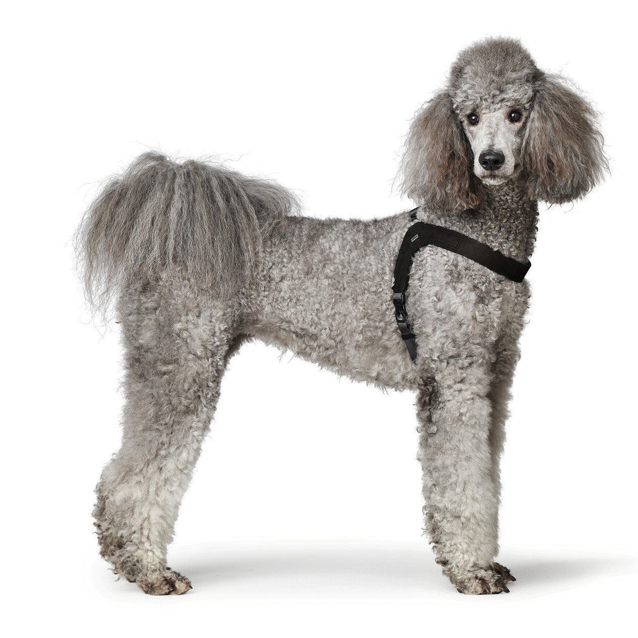 Hundegeschirr Leder Dimaro Bild 9