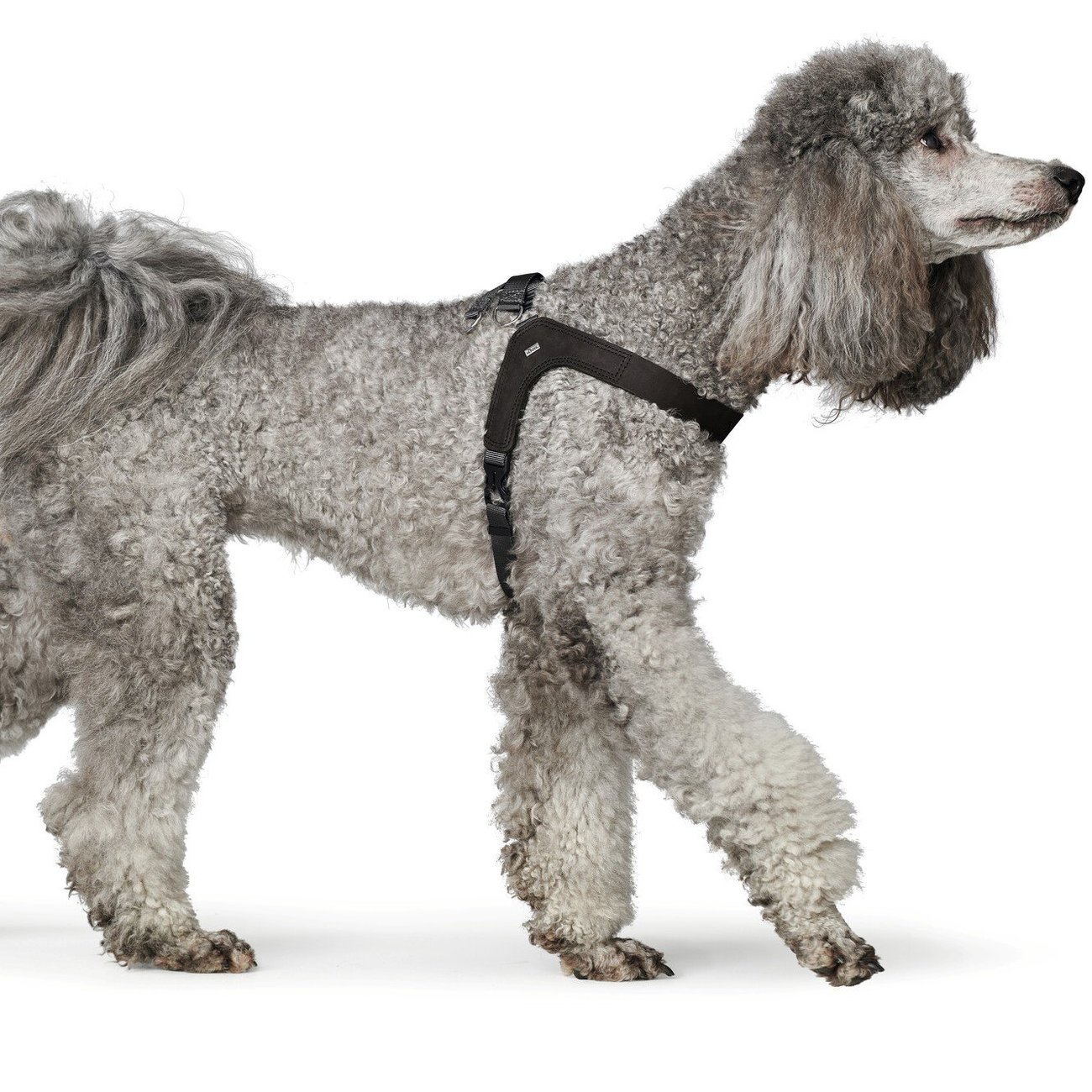 Hundegeschirr Leder Dimaro Bild 2