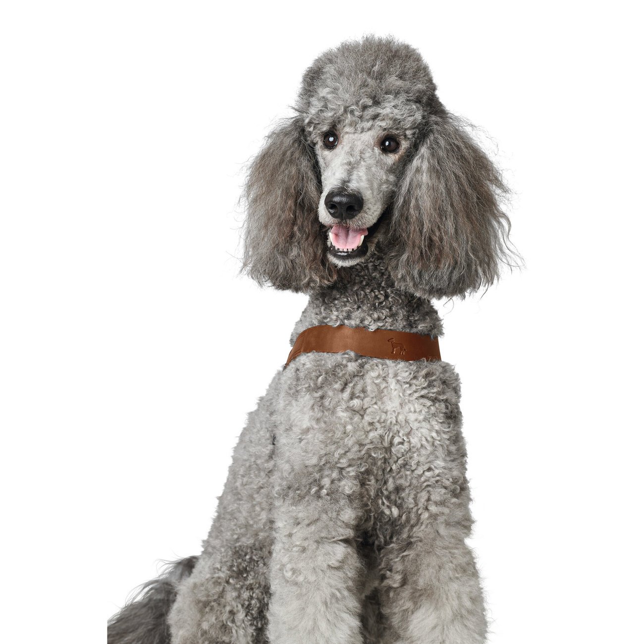 Hundegeschirr Leder Dimaro Bild 10