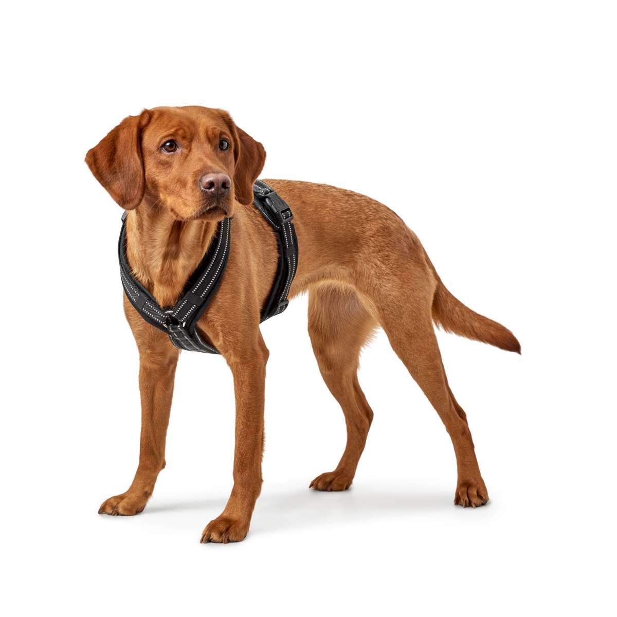 Hunter Hundegeschirr Maldon Bild 2