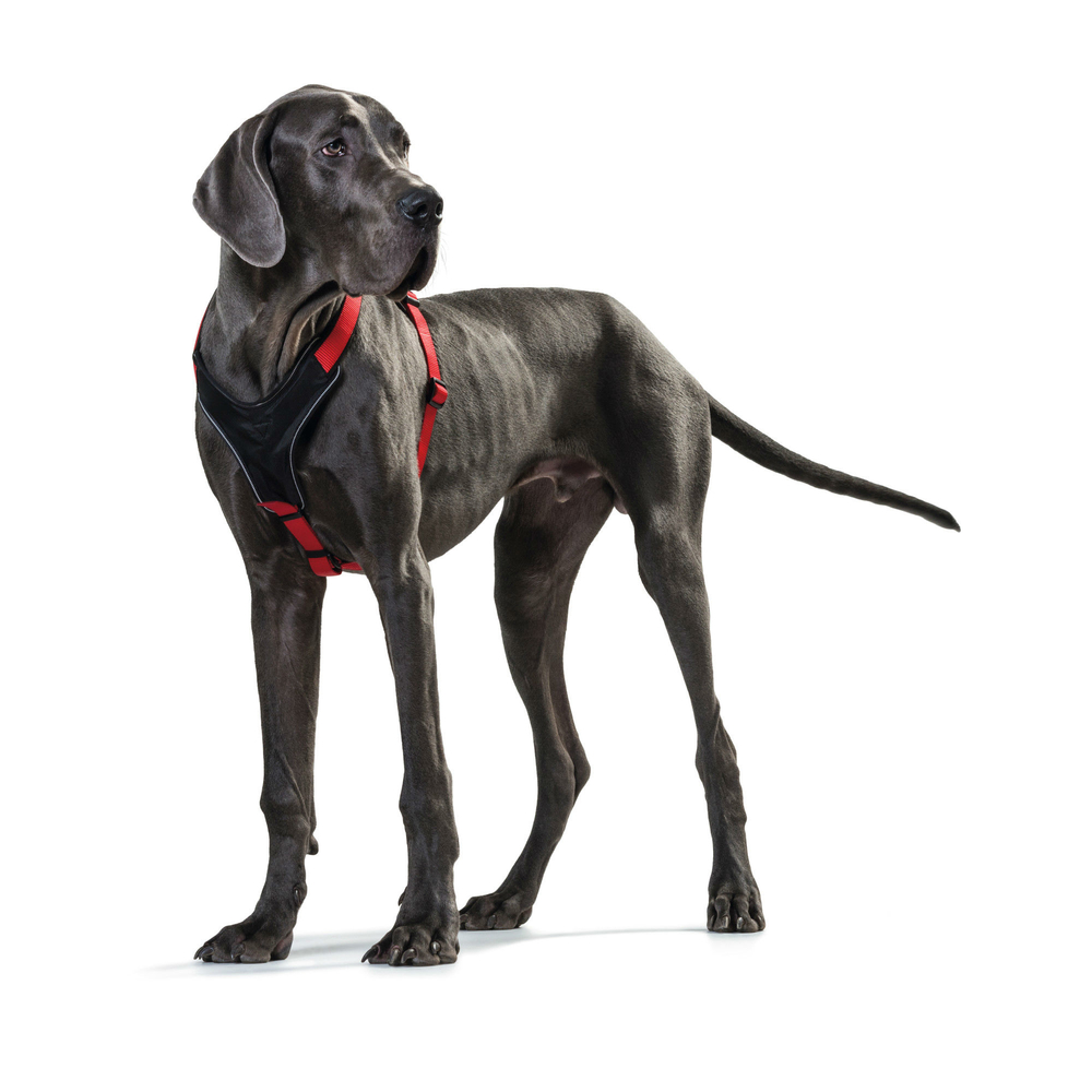 Hunter Hundegeschirr Neopren Bild 12