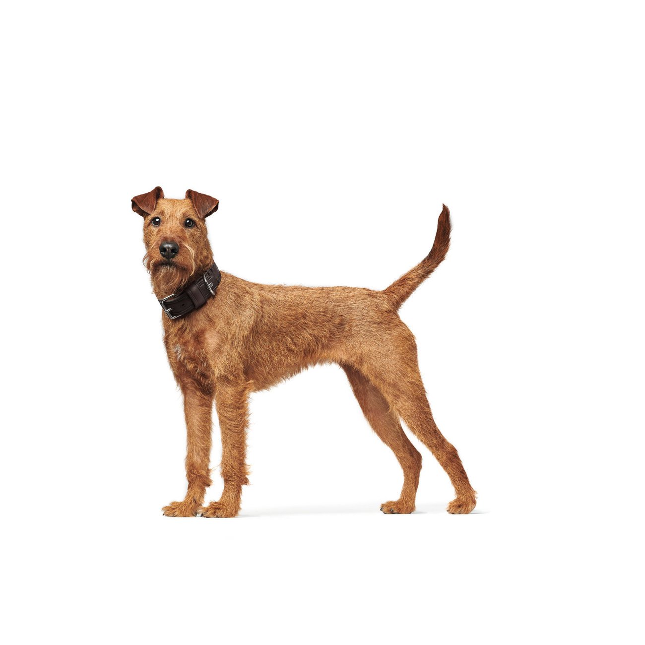 Hunter Hundehalsband Aalborg Rustica Bild 36