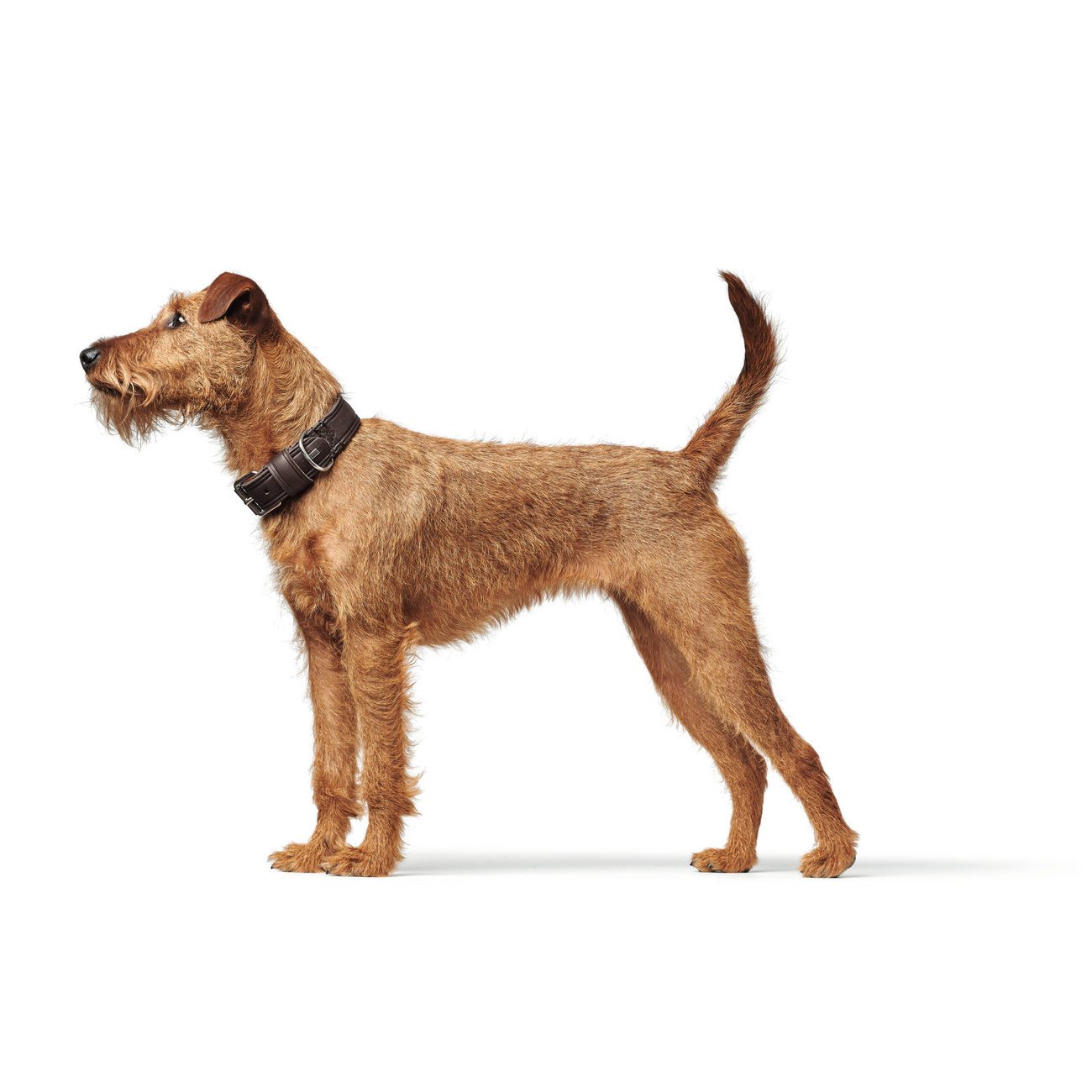 Hunter Hundehalsband Aalborg Rustica Bild 38