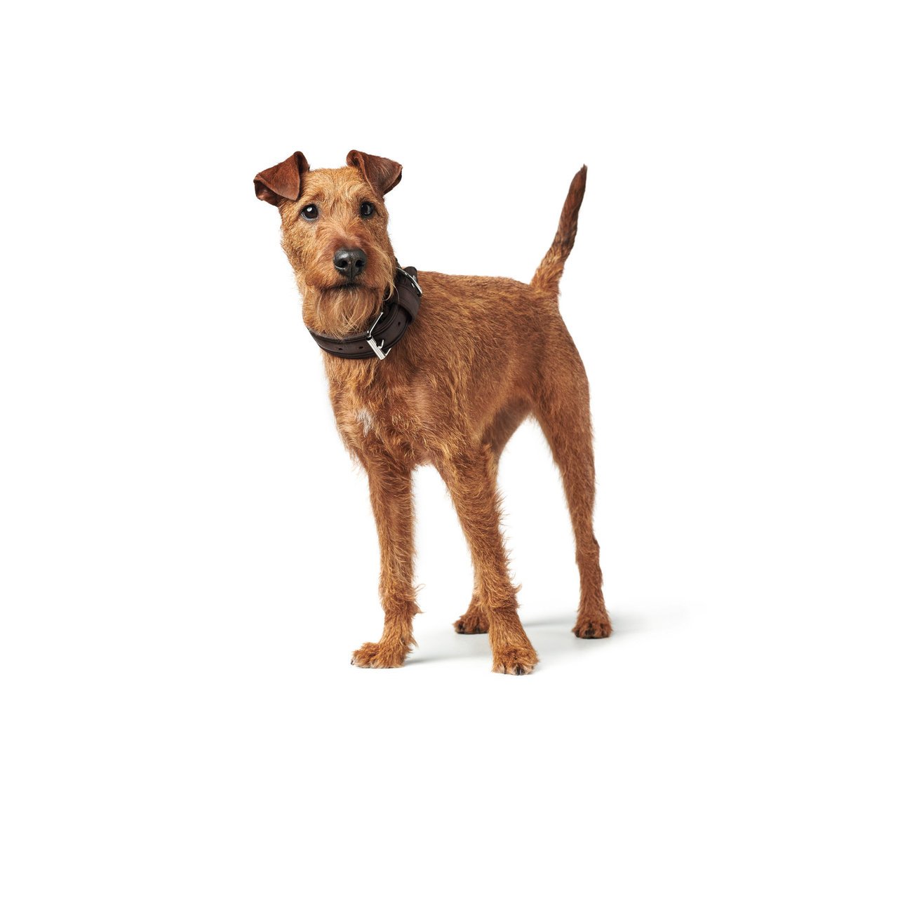 Hunter Hundehalsband Aalborg Rustica Bild 40