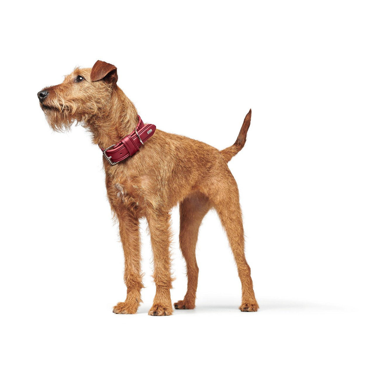 Hunter Hundehalsband Aalborg Rustica Bild 41