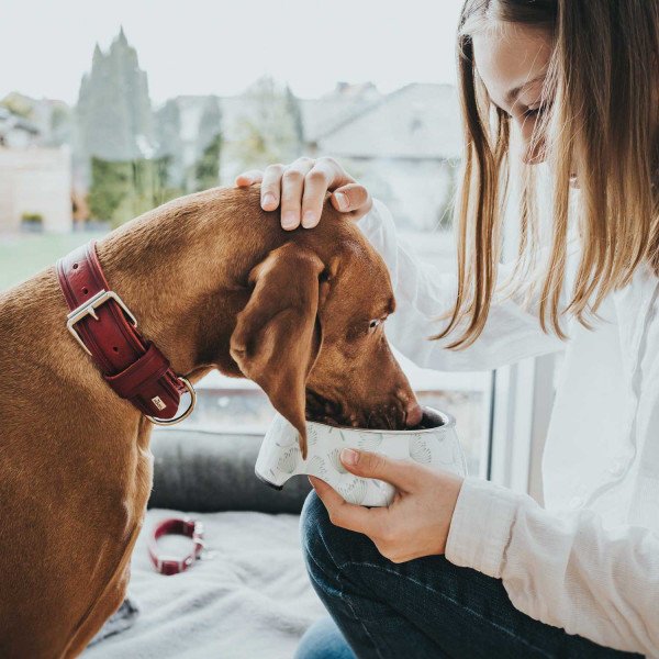 Hunter Hundehalsband Aalborg Rustica Bild 2