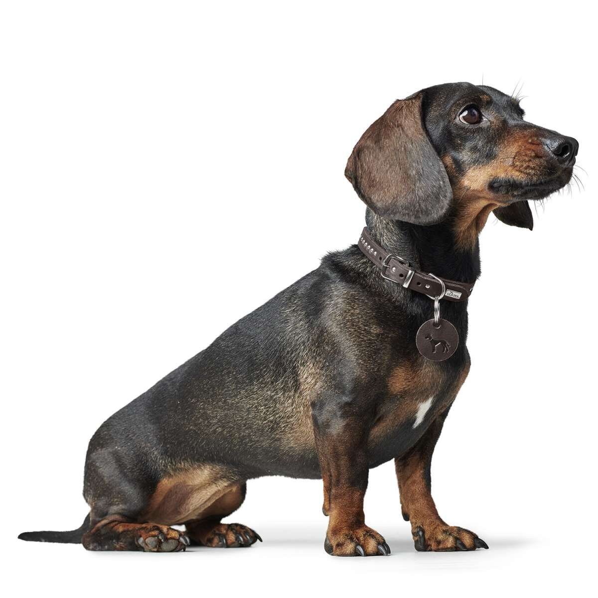 Hundehalsband Aalborg Style Bild 7