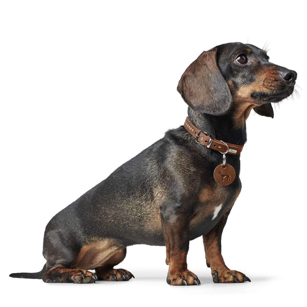 Hundehalsband Aalborg Style Bild 2