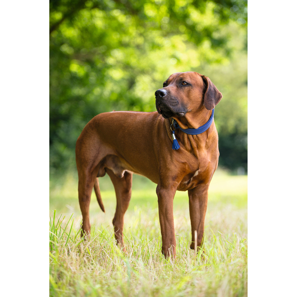 HUNTER Hundehalsband Cannes Bild 20