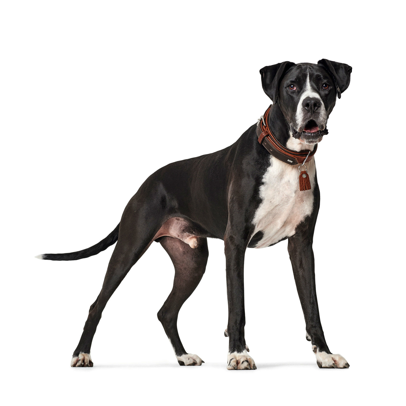 Hunter Hundehalsband Cody Special Bild 6