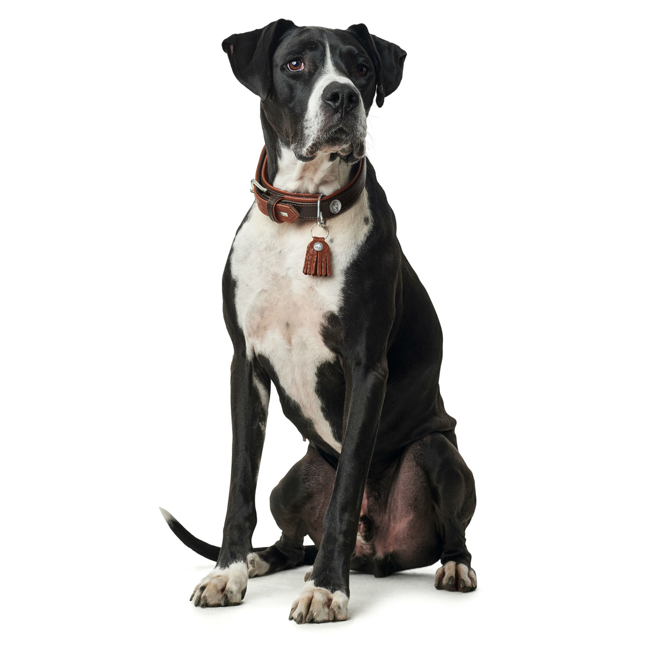 Hunter Hundehalsband Cody Special Bild 9