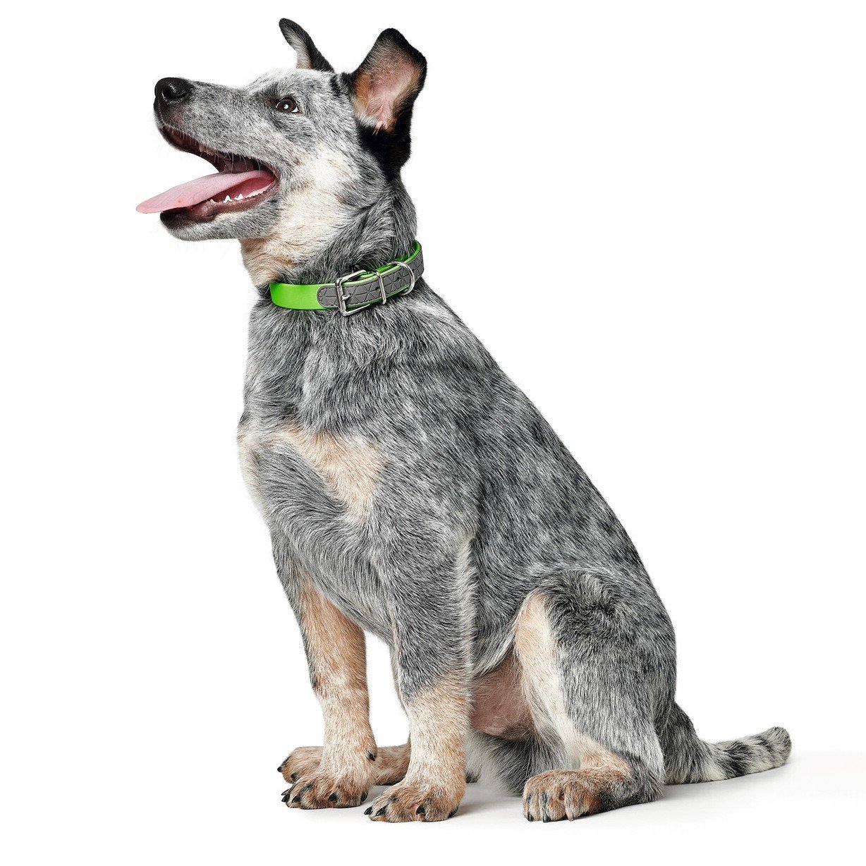 Hunter Hundehalsband Convenience New Comfort Bild 2