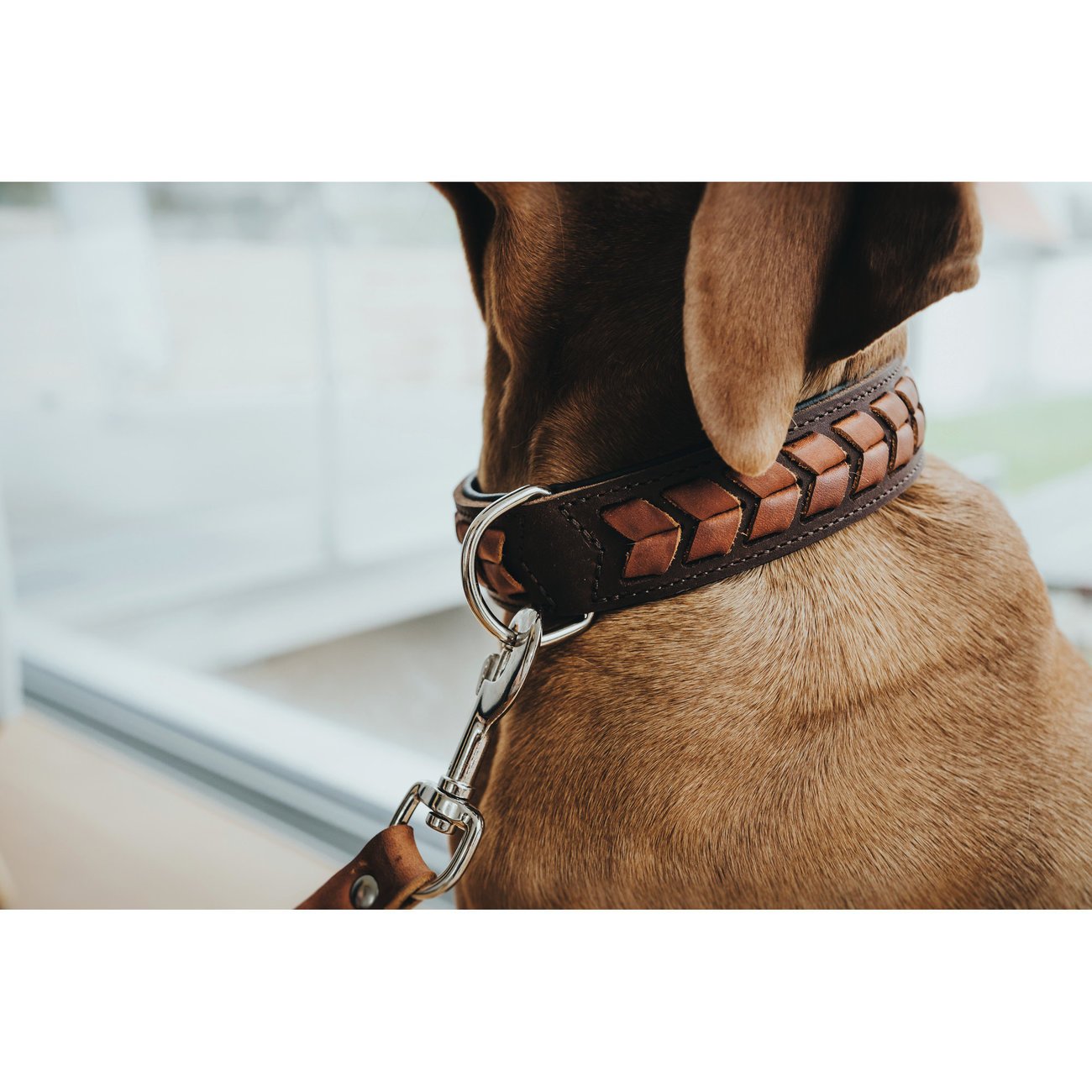 Hunter Hundehalsband El Paso Bild 4