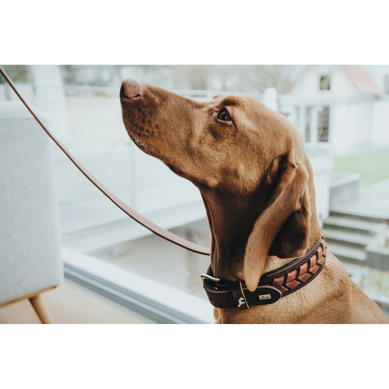 Hunter Hundehalsband El Paso Bild 5