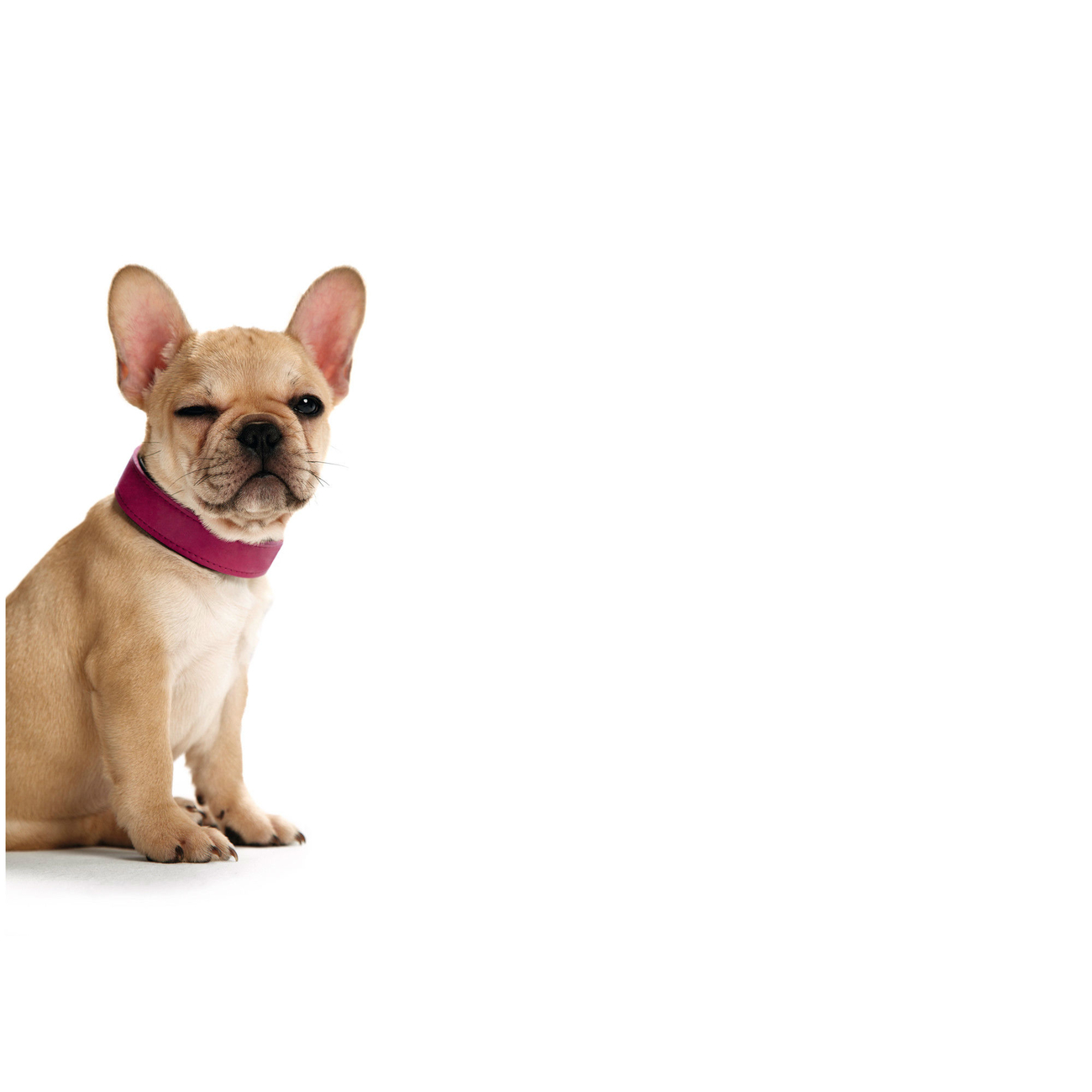 Hunter Hundehalsband Basic Bild 11