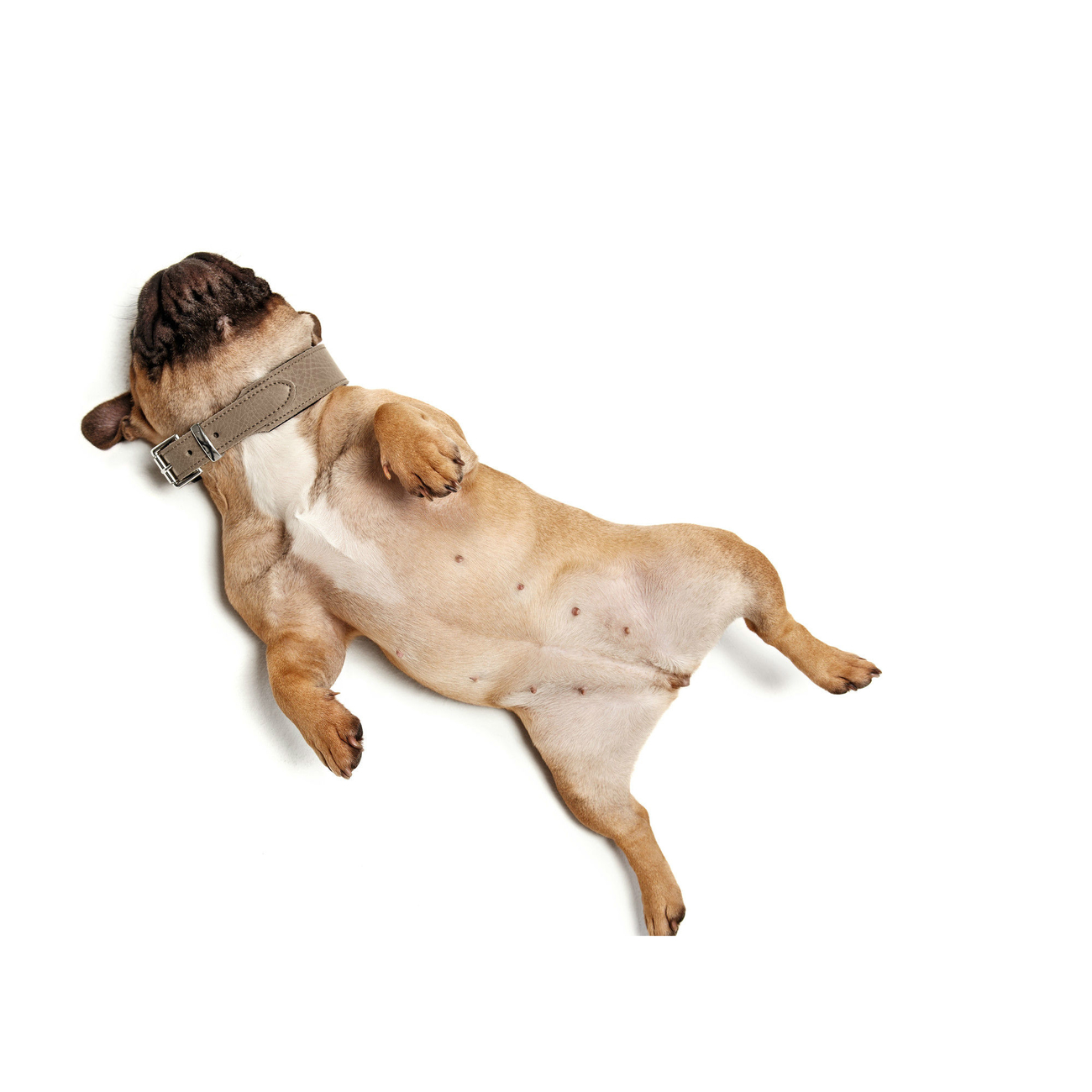 Hunter Hundehalsband Basic Bild 12