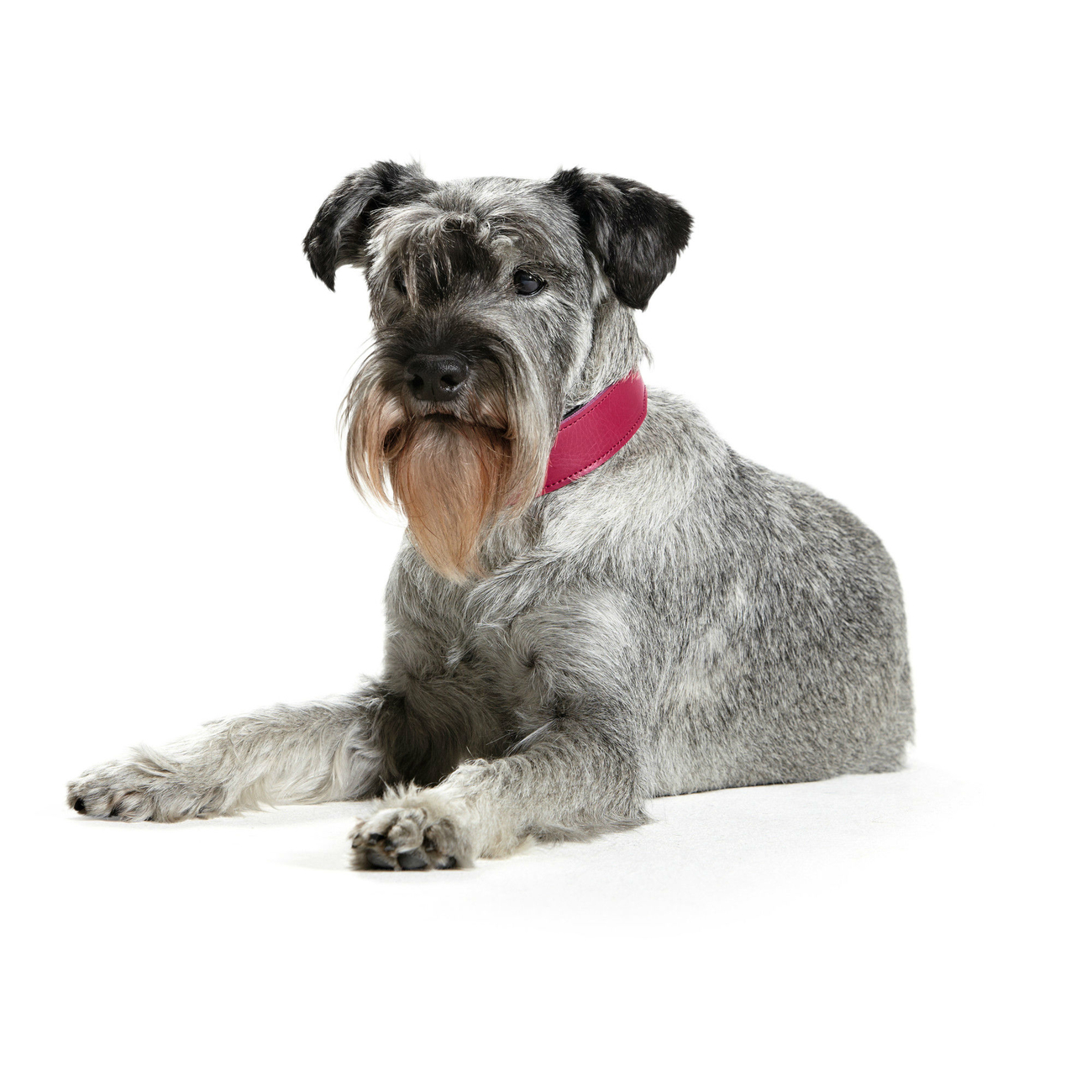 Hunter Hundehalsband Basic Bild 13