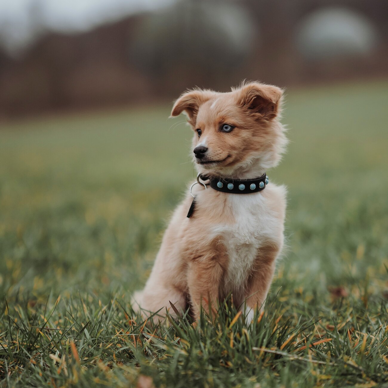 Hundehalsband Modica aus Leder Bild 4