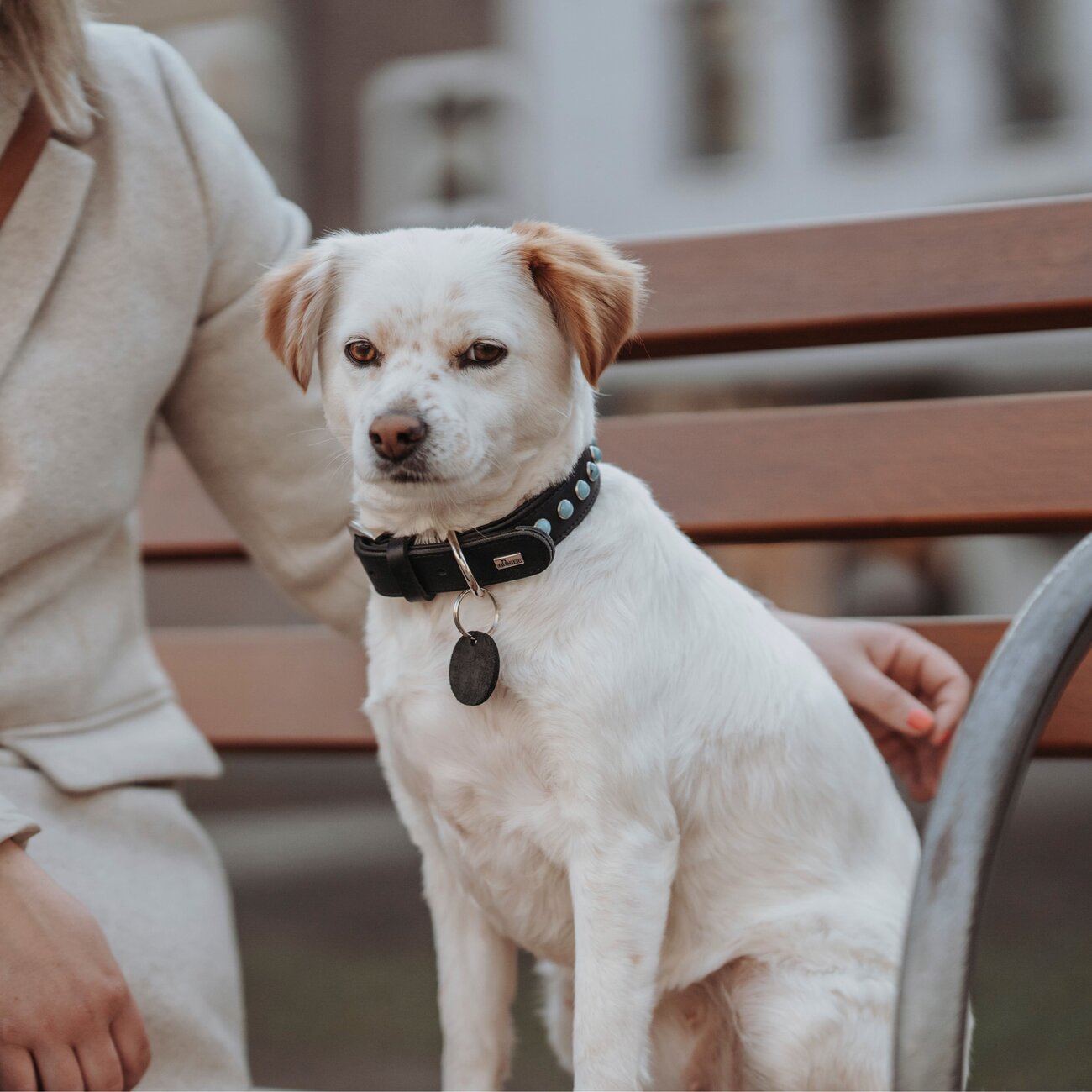 Hundehalsband Modica aus Leder Bild 8