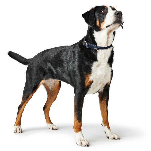 Hunter Hundehalsband Round & Soft Leder Bild 10