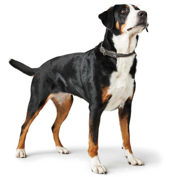 Hunter Hundehalsband Round & Soft Leder Bild 17