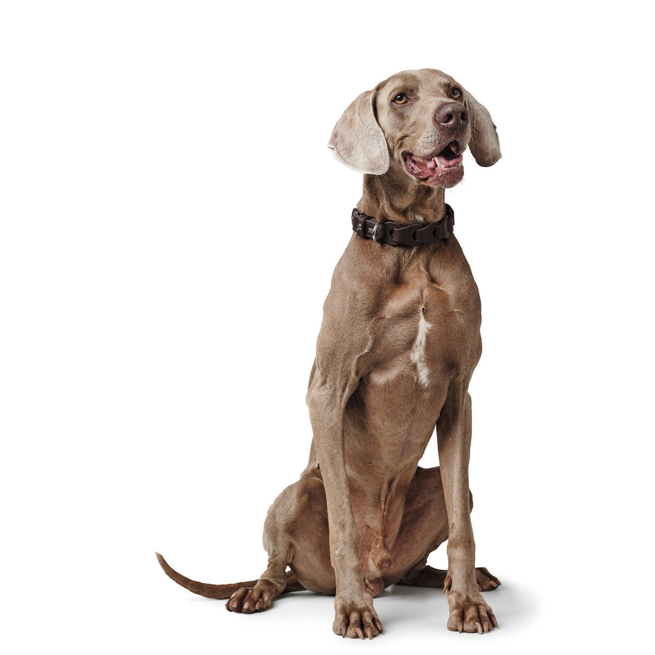 Hundehalsband Solid Education Chain Bild 7