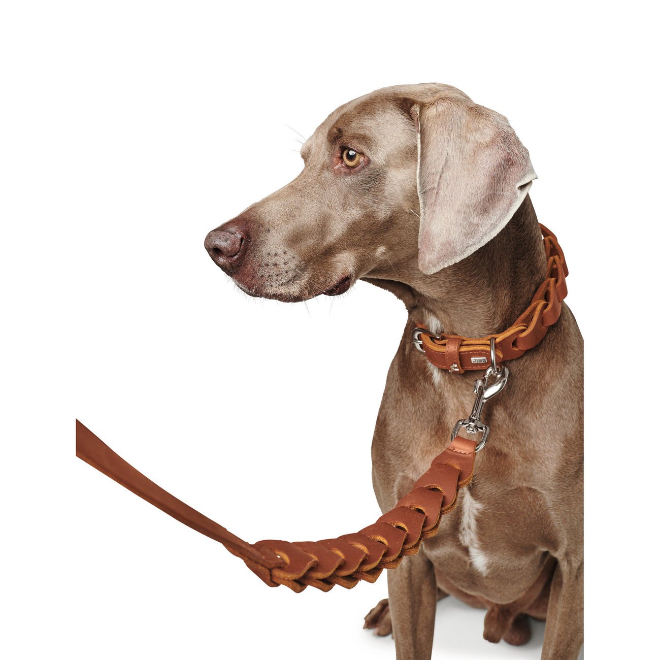 Hundehalsband Solid Education Chain Bild 8