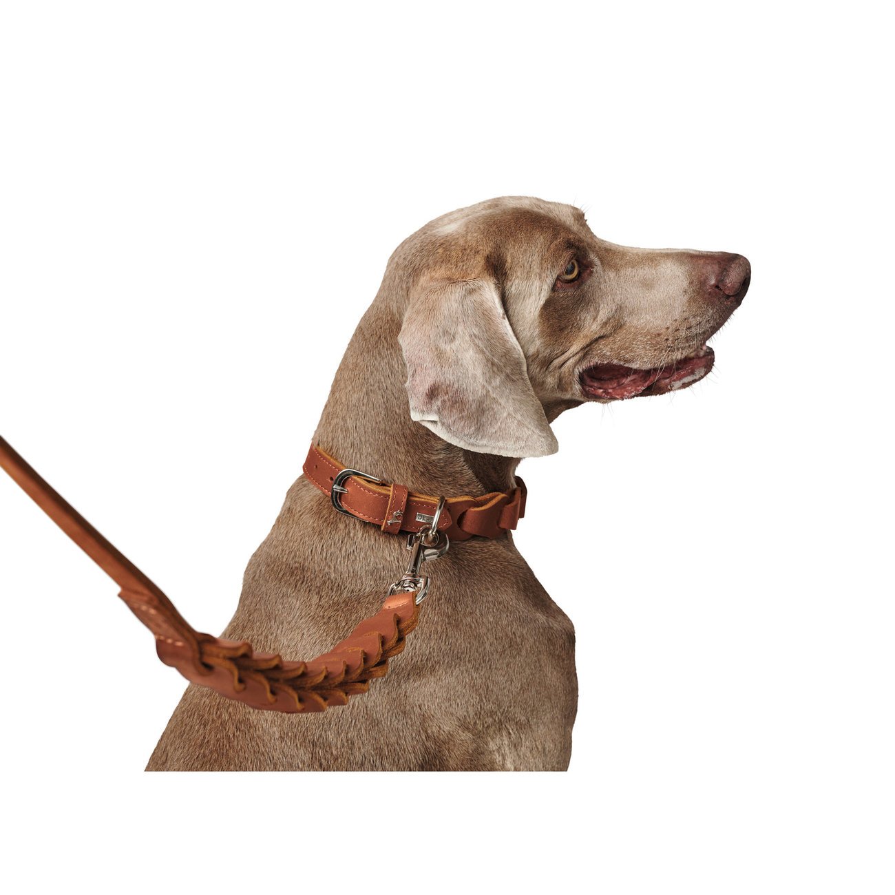 Hundehalsband Solid Education Chain Bild 10