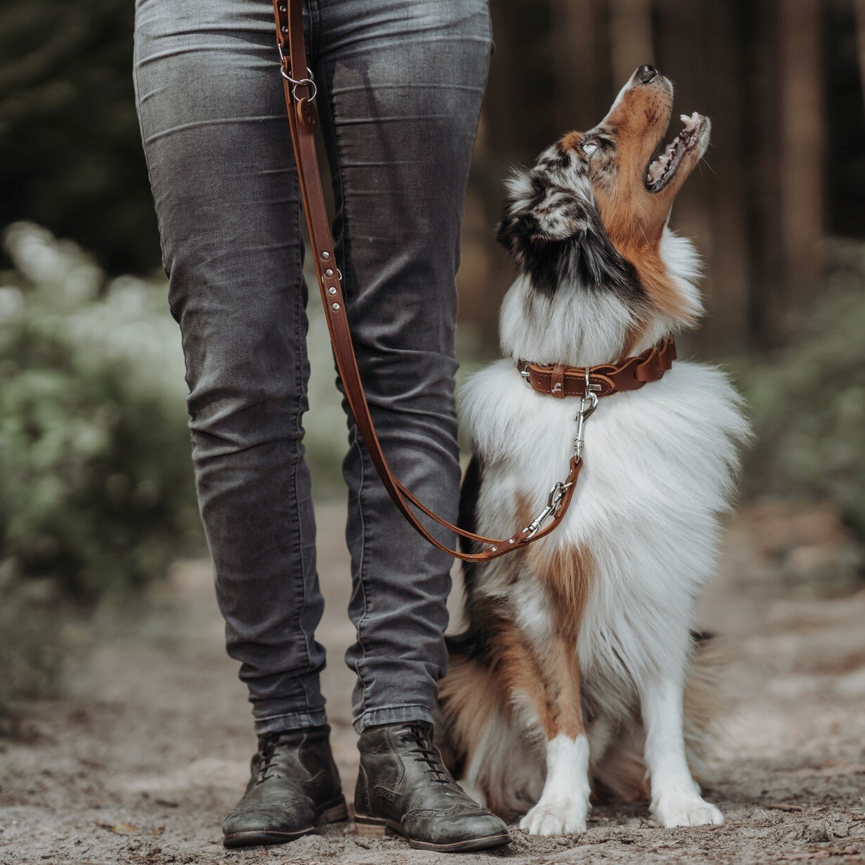 Hundehalsband Solid Education Chain Bild 2