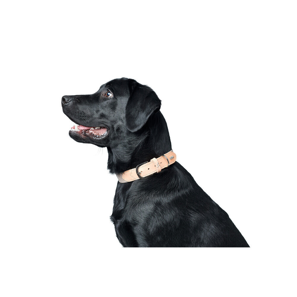 Hundehalsband Trino Bild 3