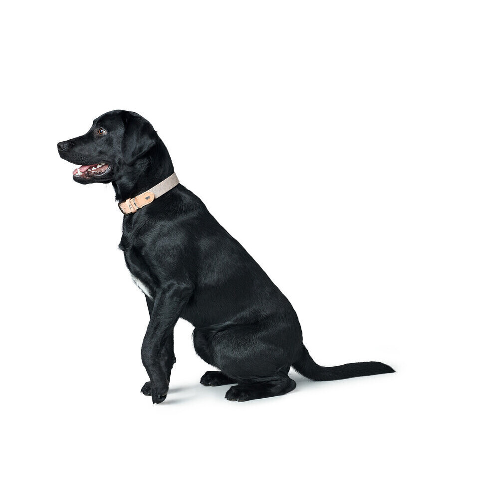 Hundehalsband Trino Bild 8