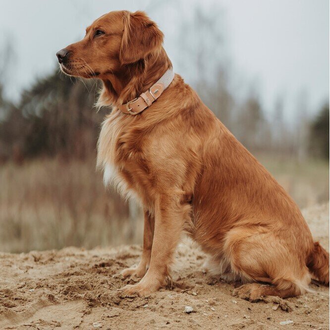 Hundehalsband Trino Bild 7