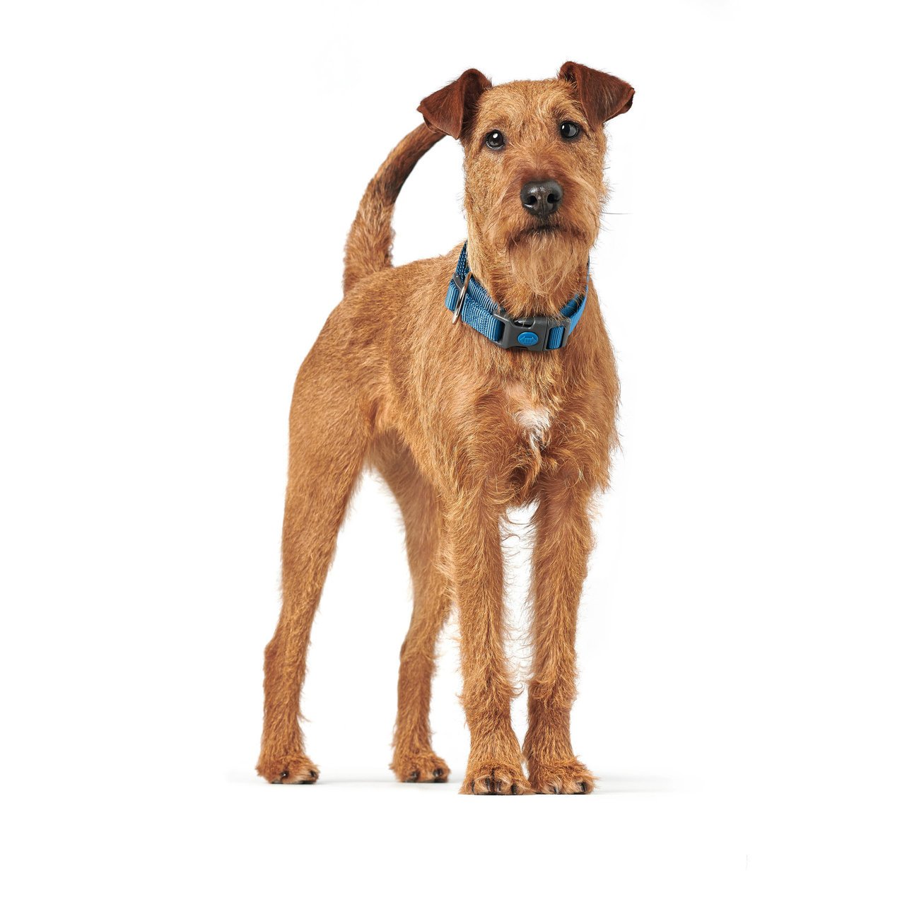 Hunter Hundehalsung London Vario Plus Bild 2