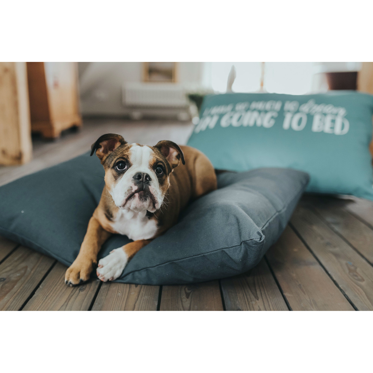 Hunter Hundekissen Keitum Bild 8