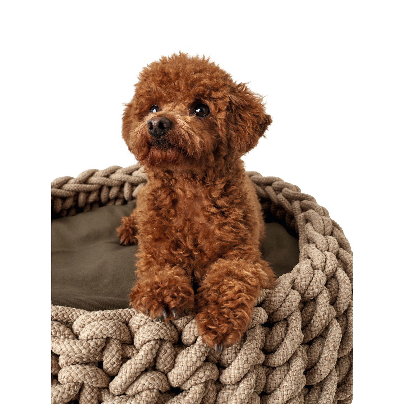 Hunter Hundekorb geflochten Linz Bild 9