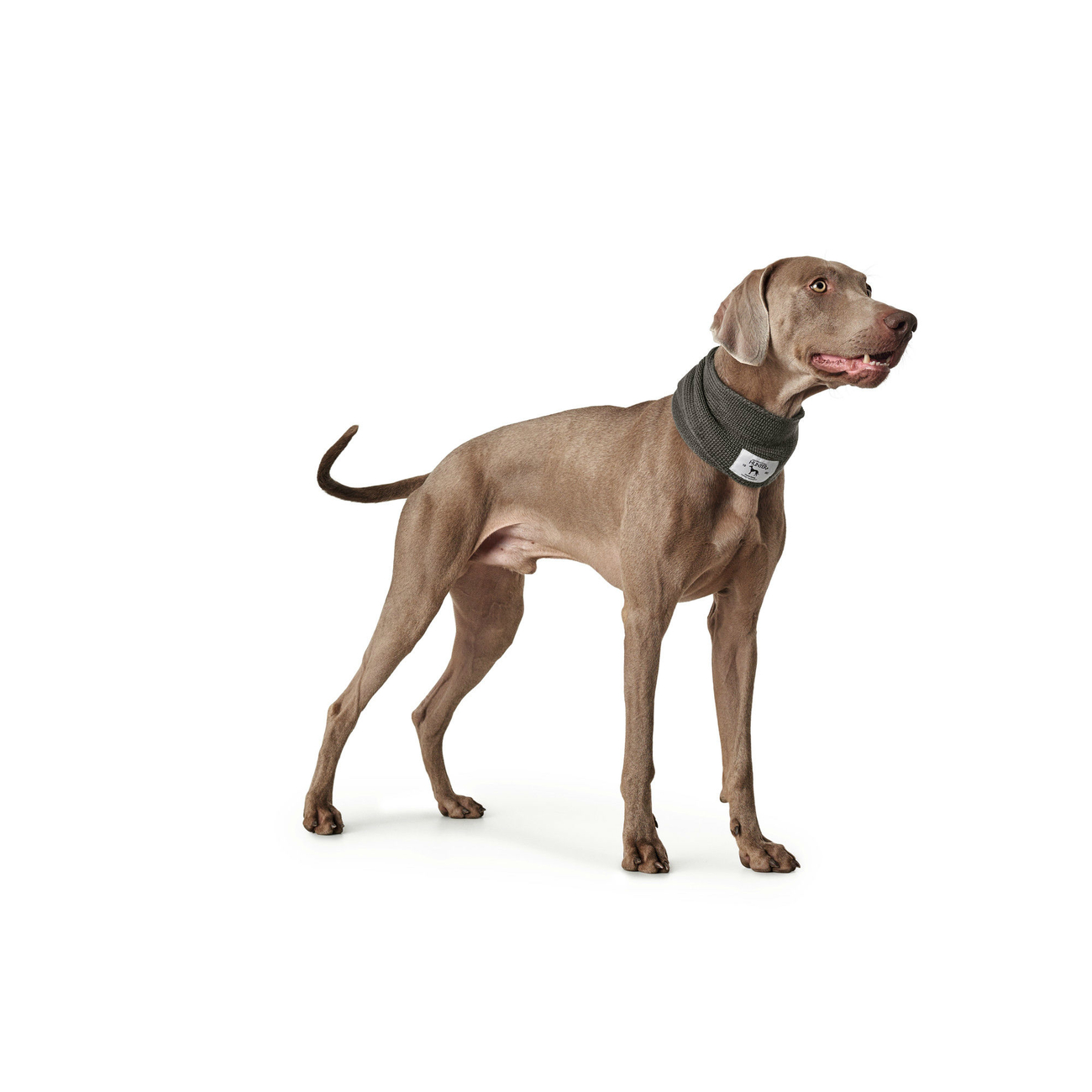 Hunter Hundeschal Nancy Bild 7