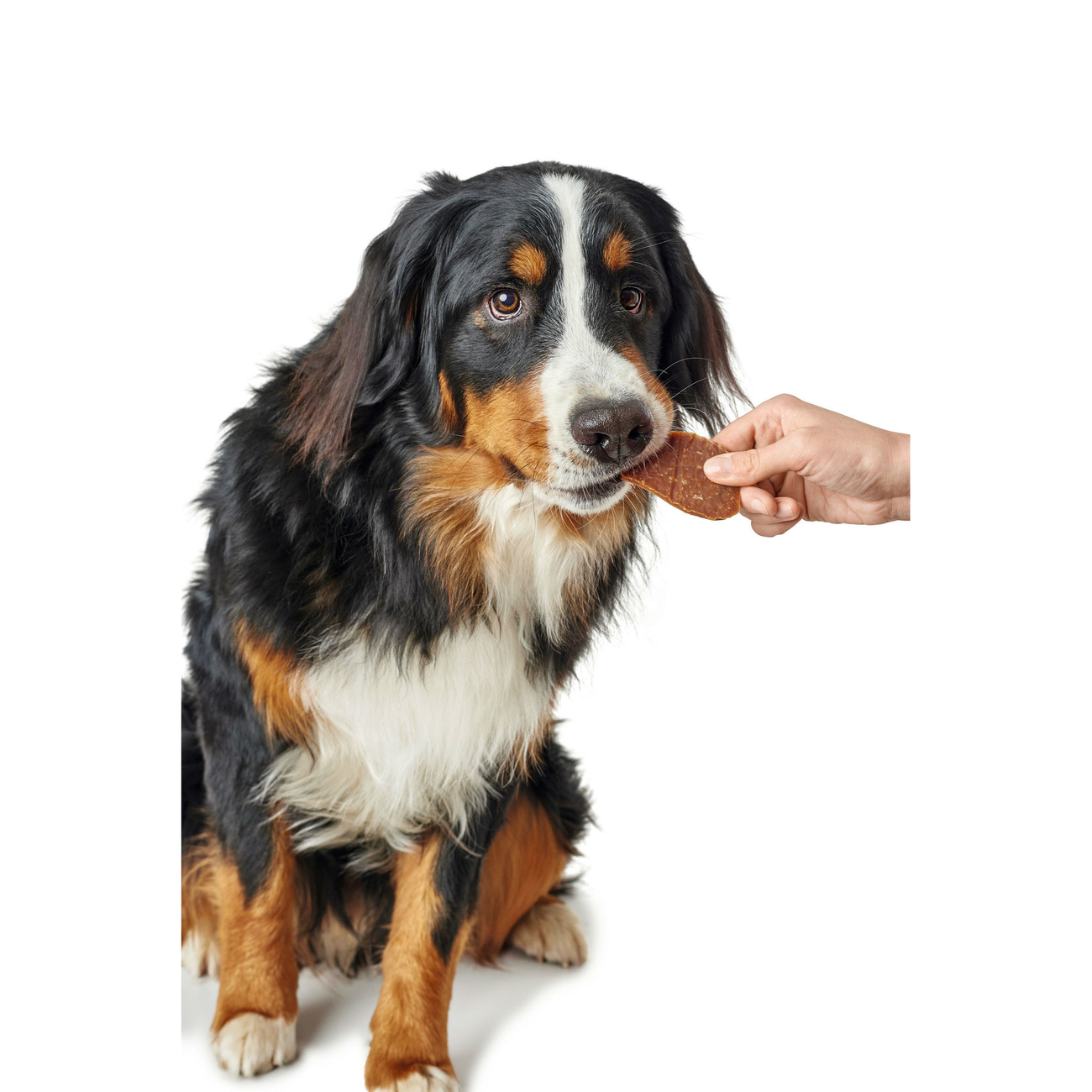 HUNTER Hundesnack Maxis Bild 5