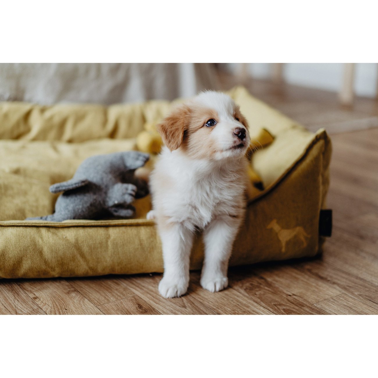 Hundesofa Eiby Bild 12