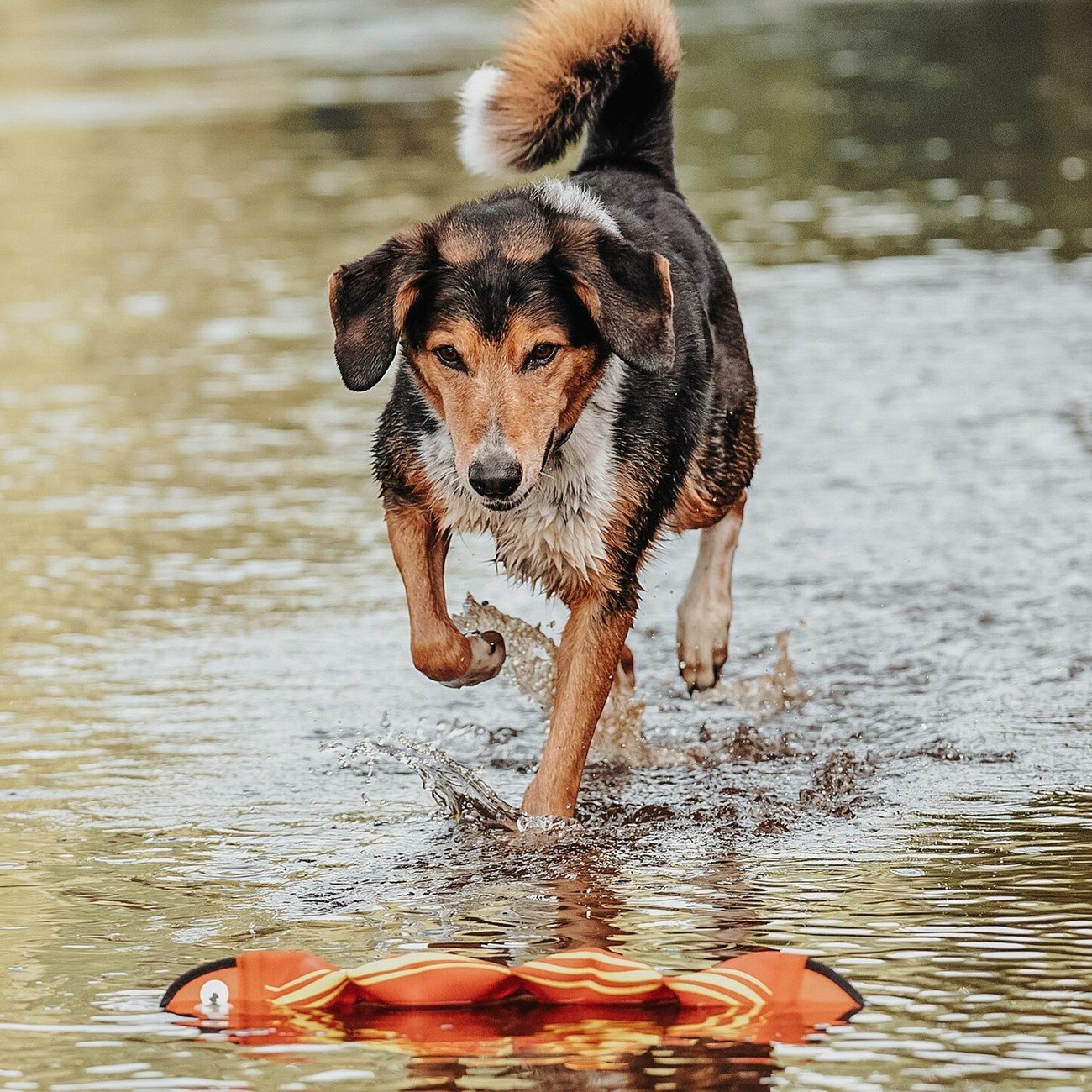 Hunter Hundespielzeug Aqua Mindelo Bild 7